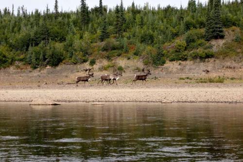 Caribús adelantados en su migración. En pocos días comenzará una de las más grandes migraciones de la Tierra allá por donde pasamos. Porcupine River.