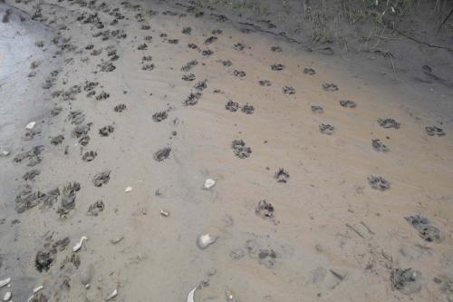 Como sombras en la noche. Manada de lobos.